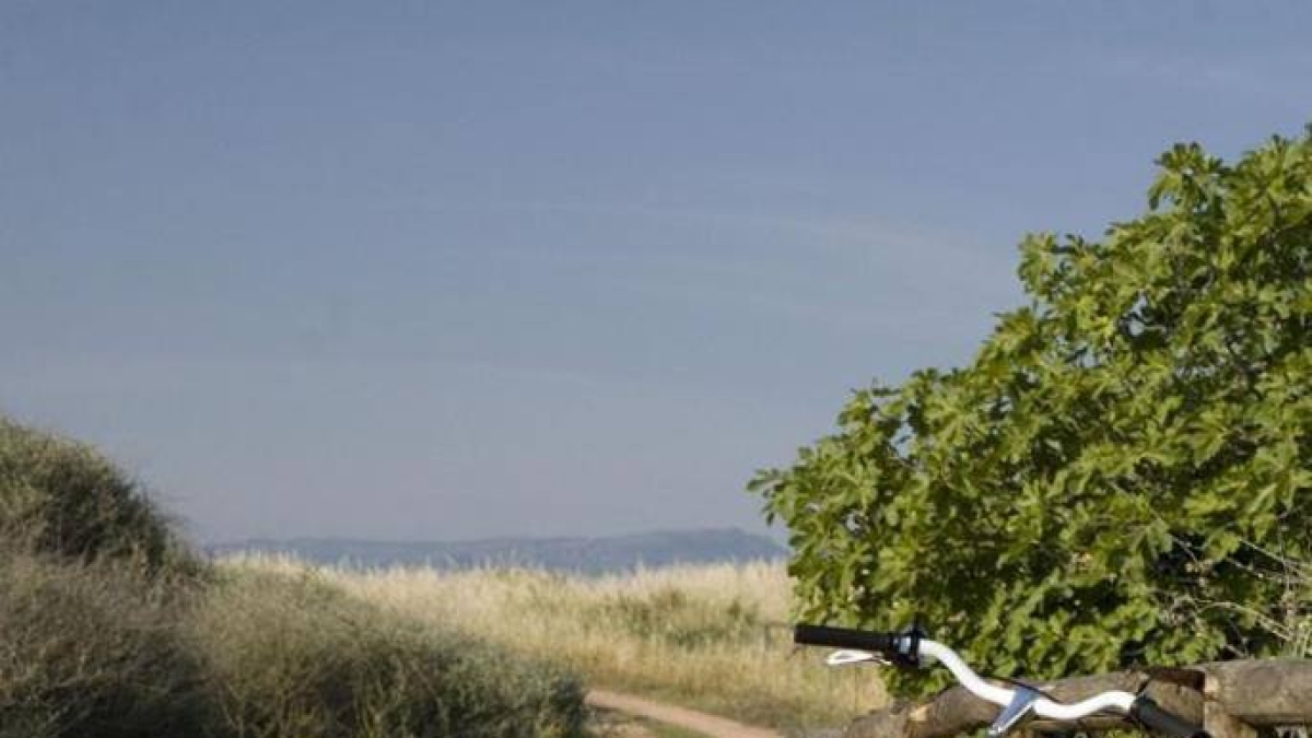 Seviziava cani al parco a Cagliari, ma le video-trappole lo hanno ripreso. «Scene di violenza inaudita»