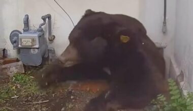 Quasi due mesi con l'orso in cantina, poi la liberazione. La storia di Ken e del suo ospite indesiderato