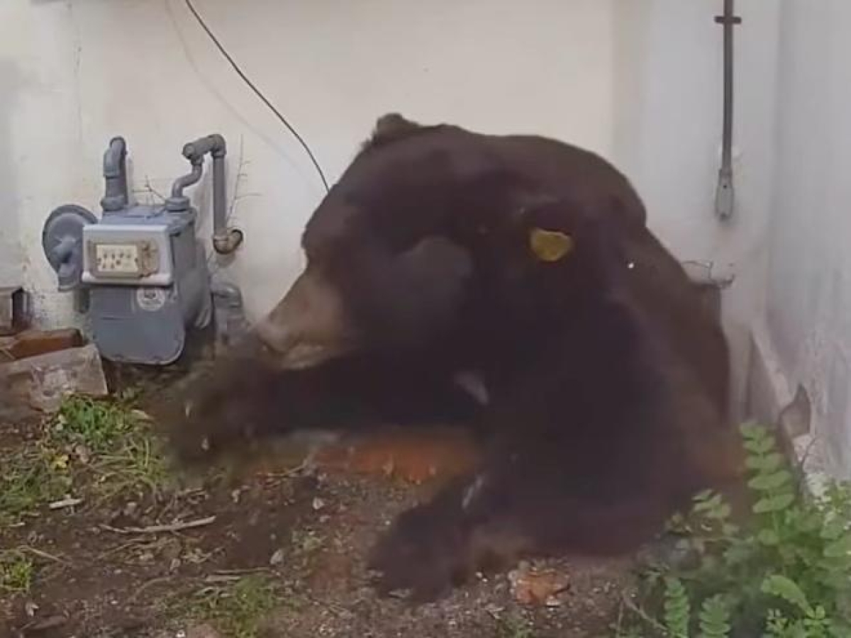 Quasi due mesi con l'orso in cantina, poi la liberazione. La storia di Ken e del suo ospite indesiderato