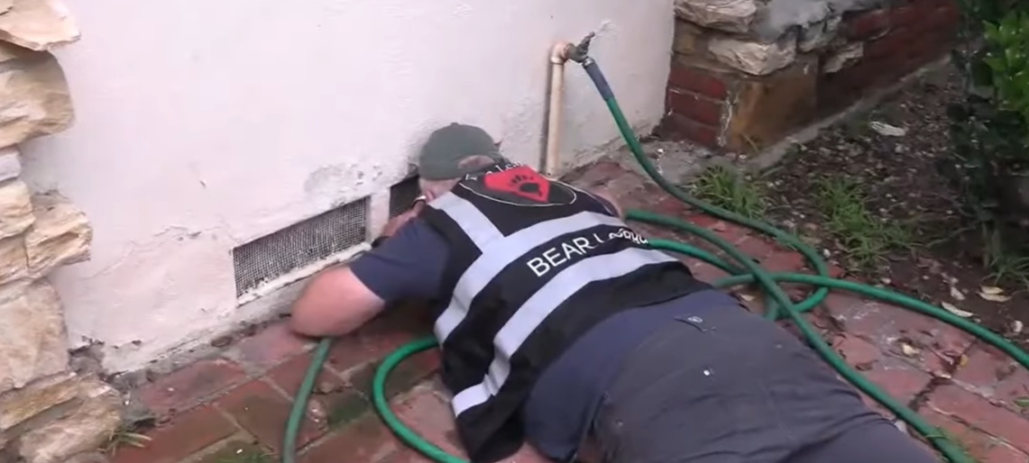 Quasi due mesi con l'orso in cantina, poi la liberazione. La storia di Ken e del suo ospite indesiderato