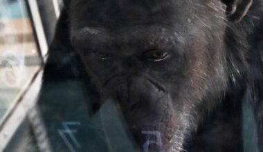 Morta la scimpanzé geniale «Ai»: sapeva disegnare e riconoscere simboli, numeri e colori