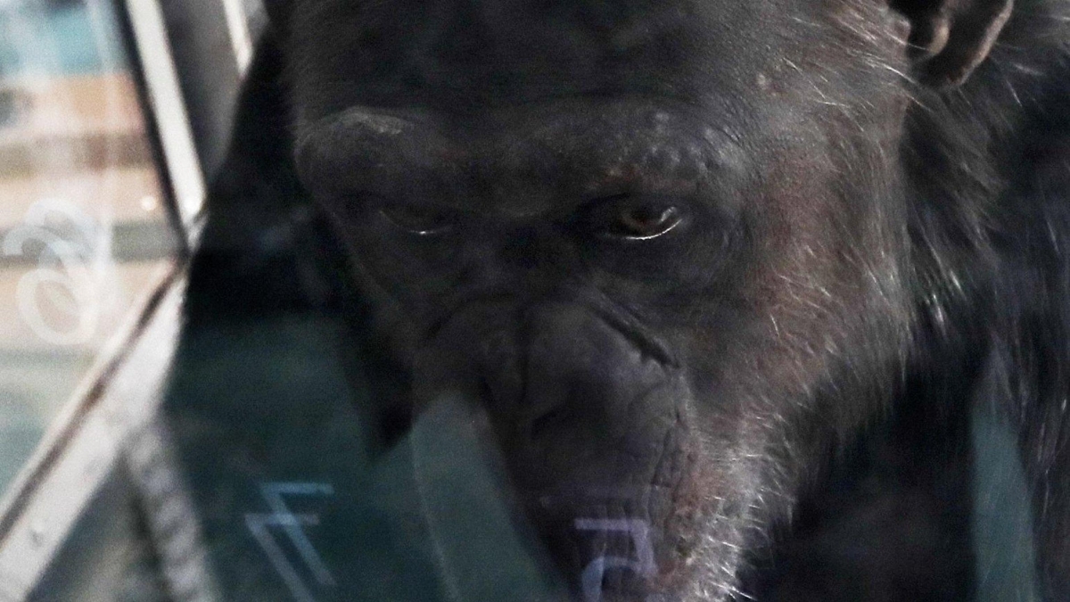 Morta la scimpanzé geniale «Ai»: sapeva disegnare e riconoscere simboli, numeri e colori