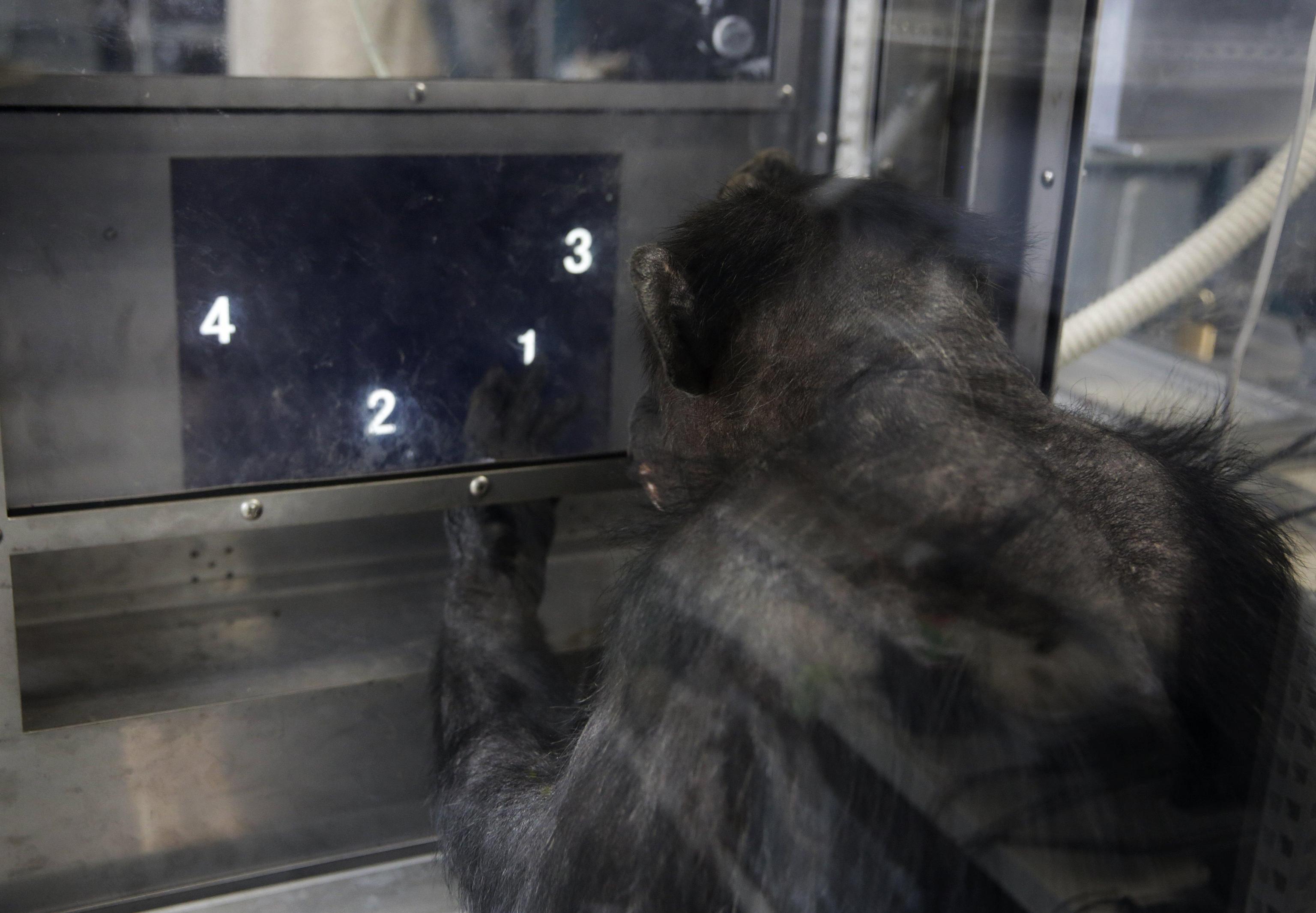 Addio a Ai, la scimpanzé che sapeva riconoscere simboli, numeri e colori