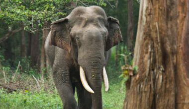 Caccia con uomini e droni all'elefante che ha ucciso 20 persone e ne ha ferite 15. È un maschio in calore, tra le vittime anche bambini e anziani