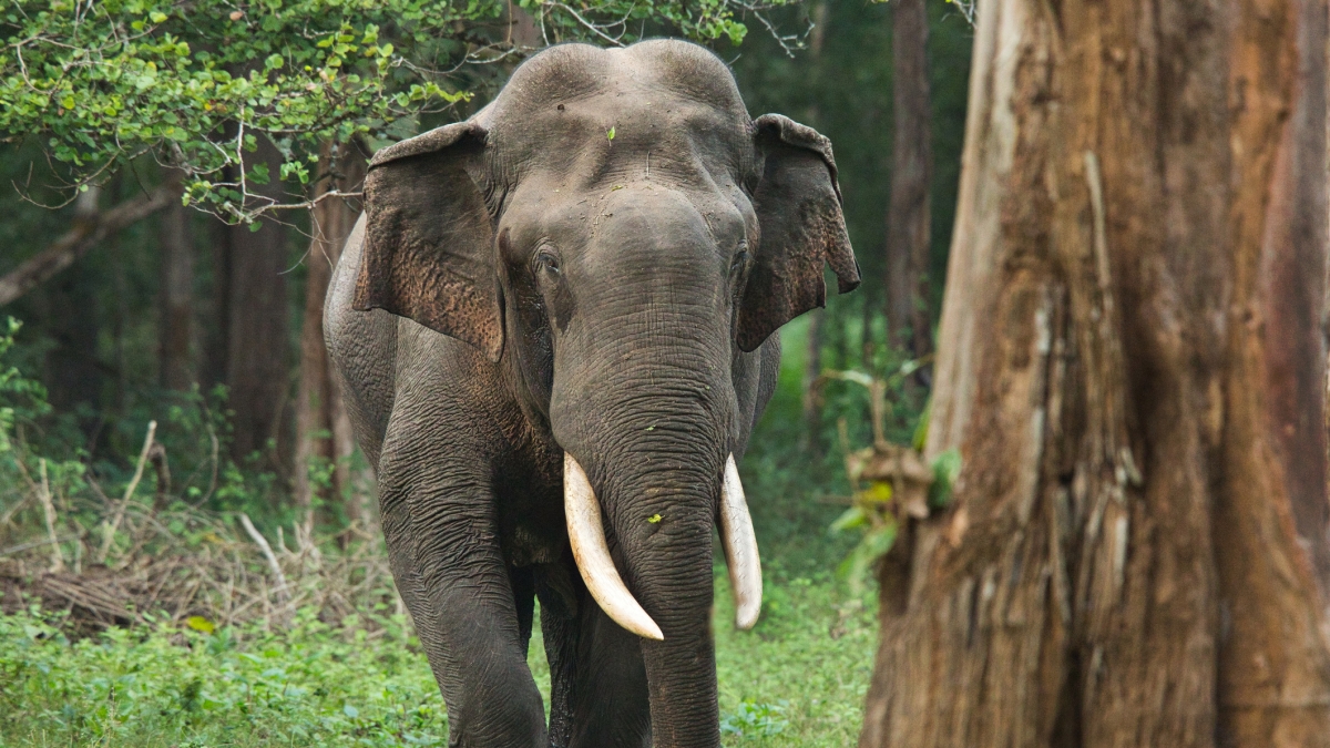 Caccia con uomini e droni all'elefante che ha ucciso 20 persone e ne ha ferite 15. È un maschio in calore, tra le vittime anche bambini e anziani