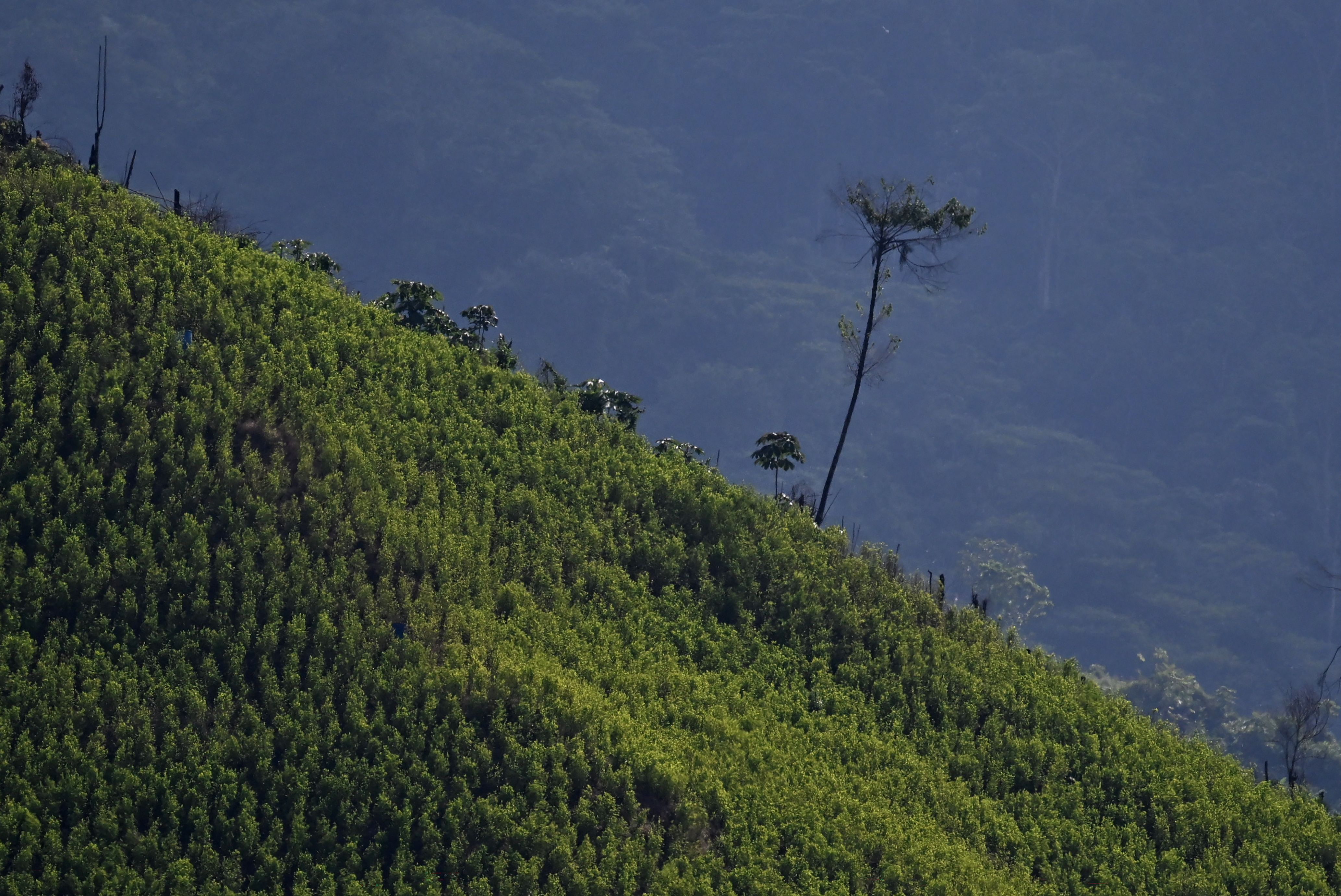 Viaggio nei campi di coca della guerriglia, al confine tra Colombia e Venezuela