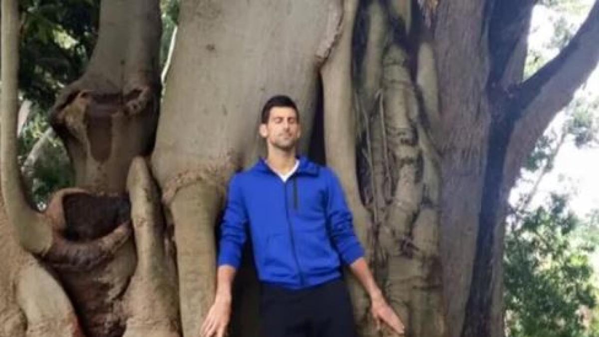 Djokovic e l'albero di Melbourne, il retroscena