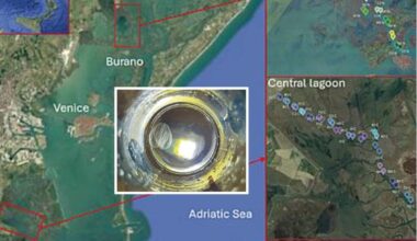 Noce di mare, l’invasore della laguna di Venezia che ora fa paura: «Peggio del granchio blu»