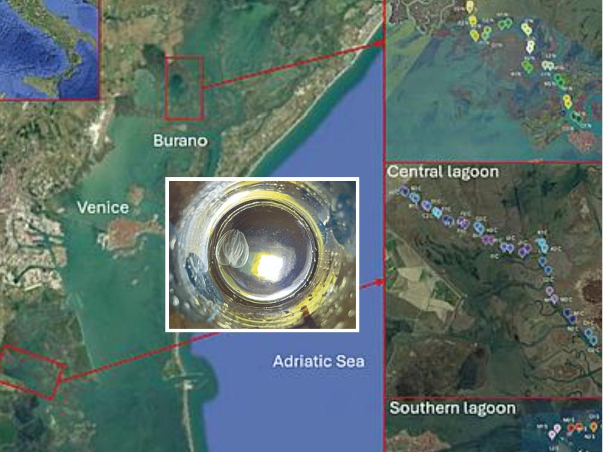 Noce di mare, l’invasore della laguna di Venezia che ora fa paura: «Peggio del granchio blu»