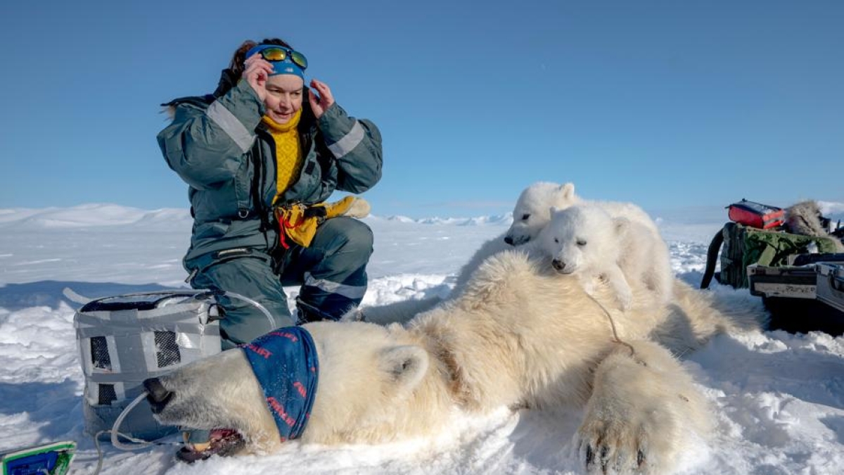 La scomparsa dei ghiacci cambia la dieta degli orsi polari: ora mangiano più renne e trichechi