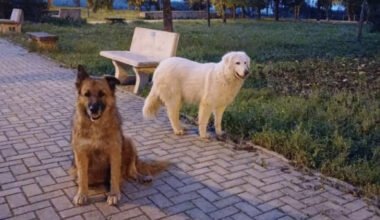 Due cani di quartiere uccisi a colpi di fucile a Taranto. «Billy e Bianca amati da tutti, subito le indagini»