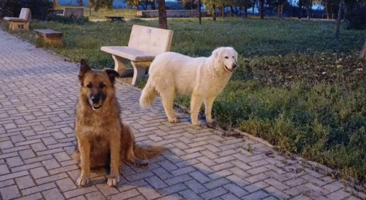 Due cani di quartiere uccisi a colpi di fucile a Taranto. «Billy e Bianca amati da tutti, subito le indagini»