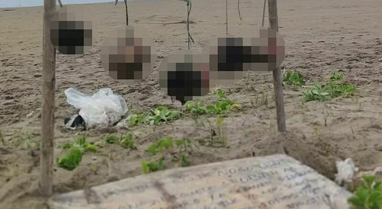 Teste umane su una spiaggia turistica, accanto un messaggio intimidatorio: choc in Ecuador - Leggo.it