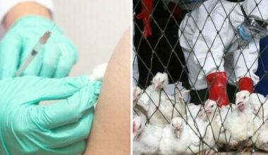 Influenza aviaria, parte dal Veneto la campagna vaccinale nazionale. Tutti i dati