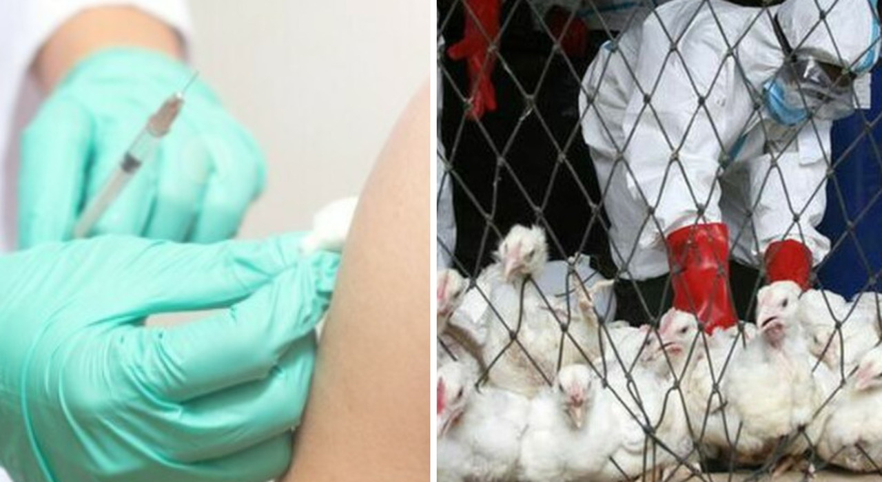 Influenza aviaria, parte dal Veneto la campagna vaccinale nazionale. Tutti i dati