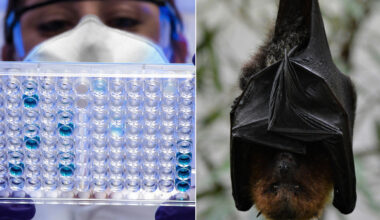 la nuova malattia trasmessa dai pipistrelli preoccupa l'Oms