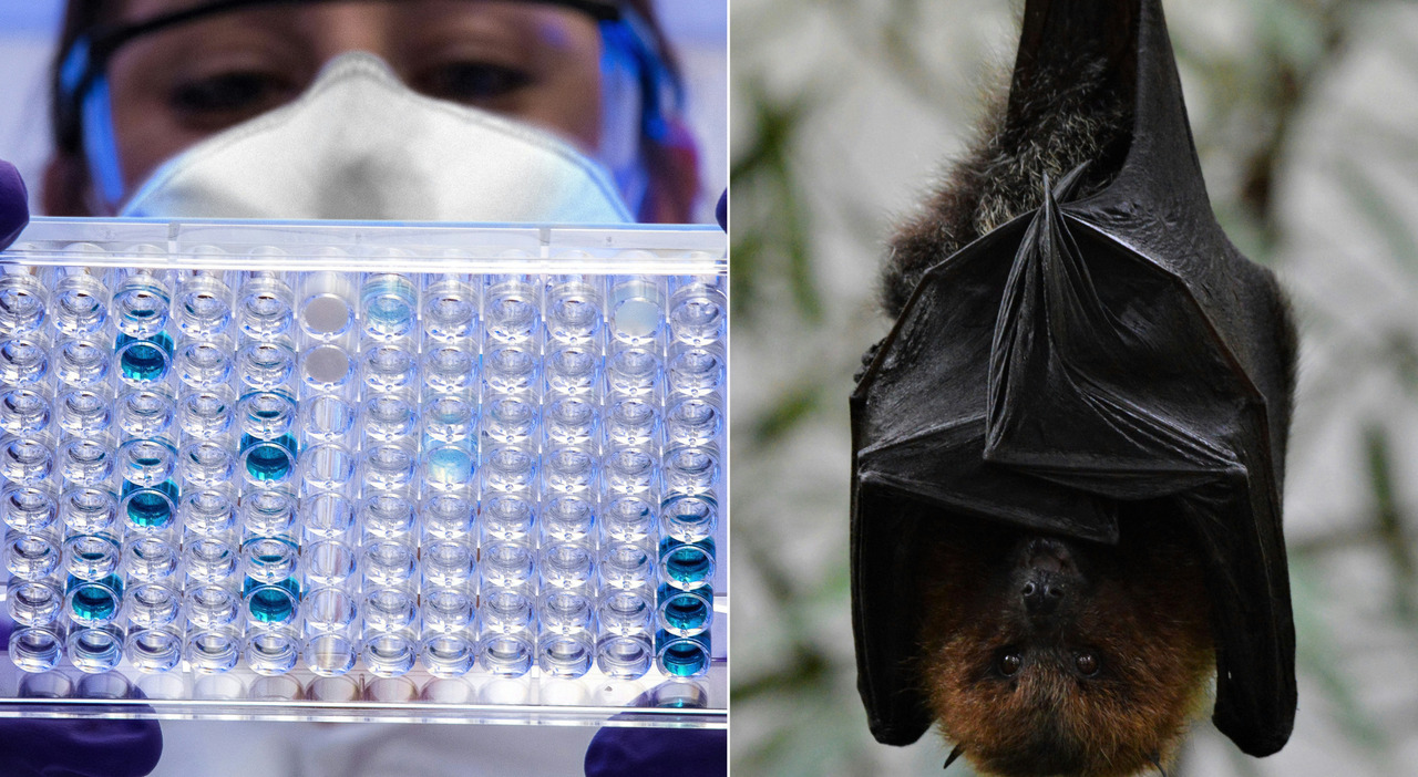 la nuova malattia trasmessa dai pipistrelli preoccupa l'Oms