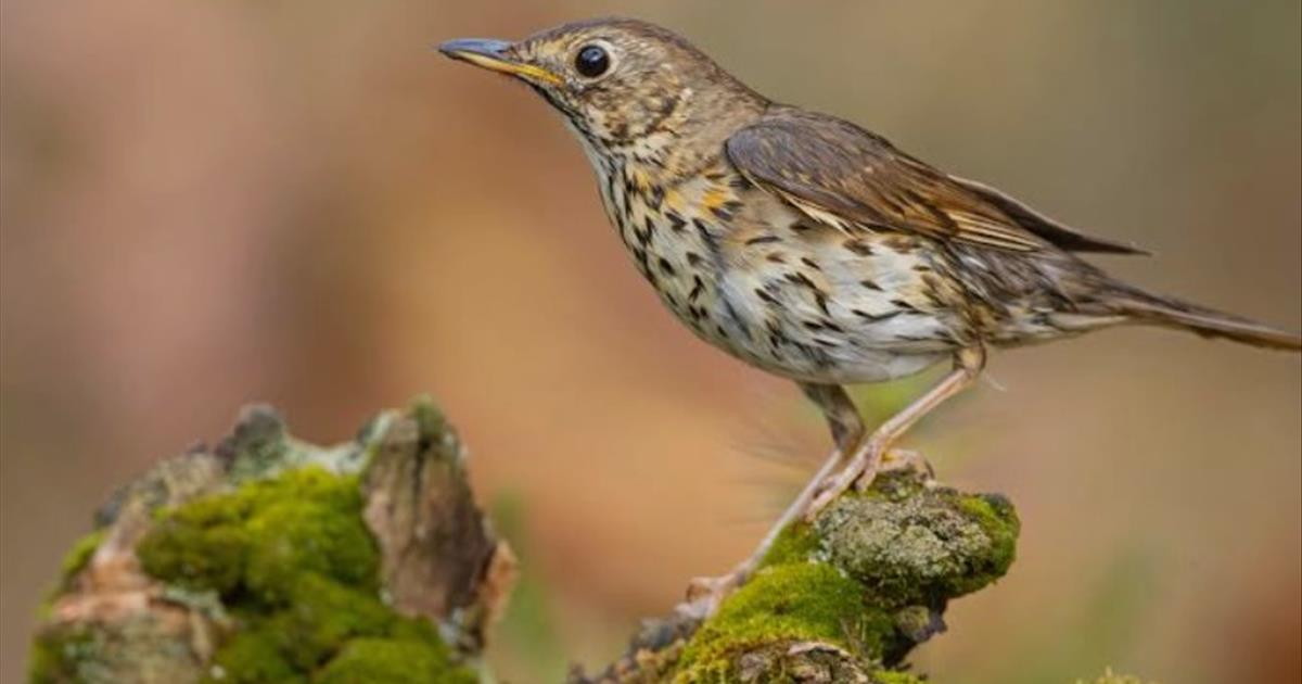 Regione Marche > News ed Eventi