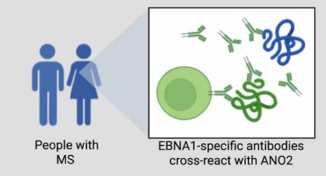 mimetismo moelcolare