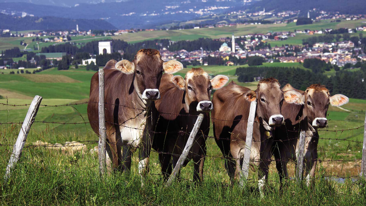 Crolla la domanda di latte, Cia Padova: «Allevatori invitati a produrre di meno» - PadovaOggi