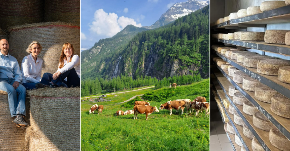 "C'era chi non comprava il formaggio a causa del caglio animale, così dal cardo ho estratto un coagulante". Il caso dell'agri-azienda Burki e l'elasticità nell'offerta delle piccole imprese