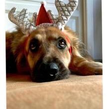 “Conciato per le feste” - La Foto della Settimana è di Enrico Gambelunghe