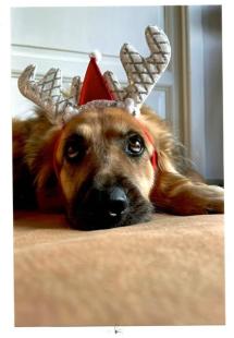 “Conciato per le feste” - La Foto della Settimana è di Enrico Gambelunghe