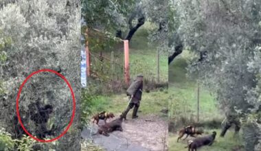 cacciatore uccide un cinghiale in strada