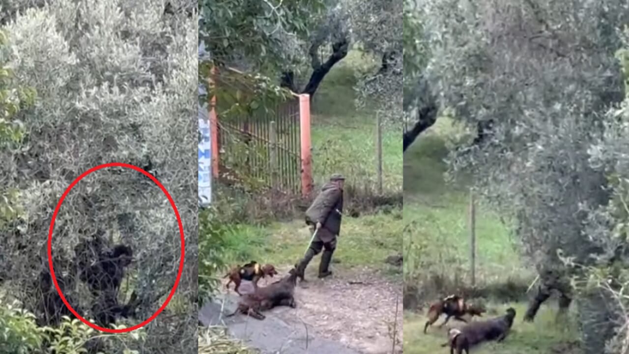 cacciatore uccide un cinghiale in strada