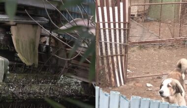 50 cani e 40 gatti maltrattati, senza luce e acqua