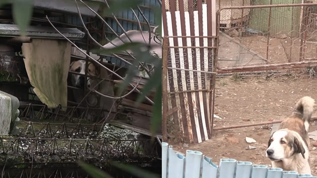 50 cani e 40 gatti maltrattati, senza luce e acqua