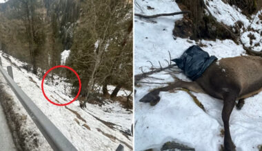 Macabro rinvenimento nel bosco, un cervo decapitato scoperto a pochi metri dalla strada, indaga la polizia