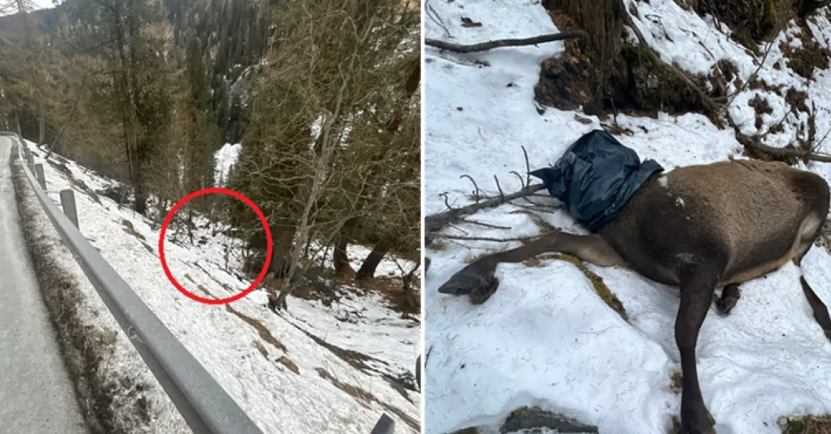 Macabro rinvenimento nel bosco, un cervo decapitato scoperto a pochi metri dalla strada, indaga la polizia