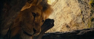 Ellie Citta Smeraldo Leone