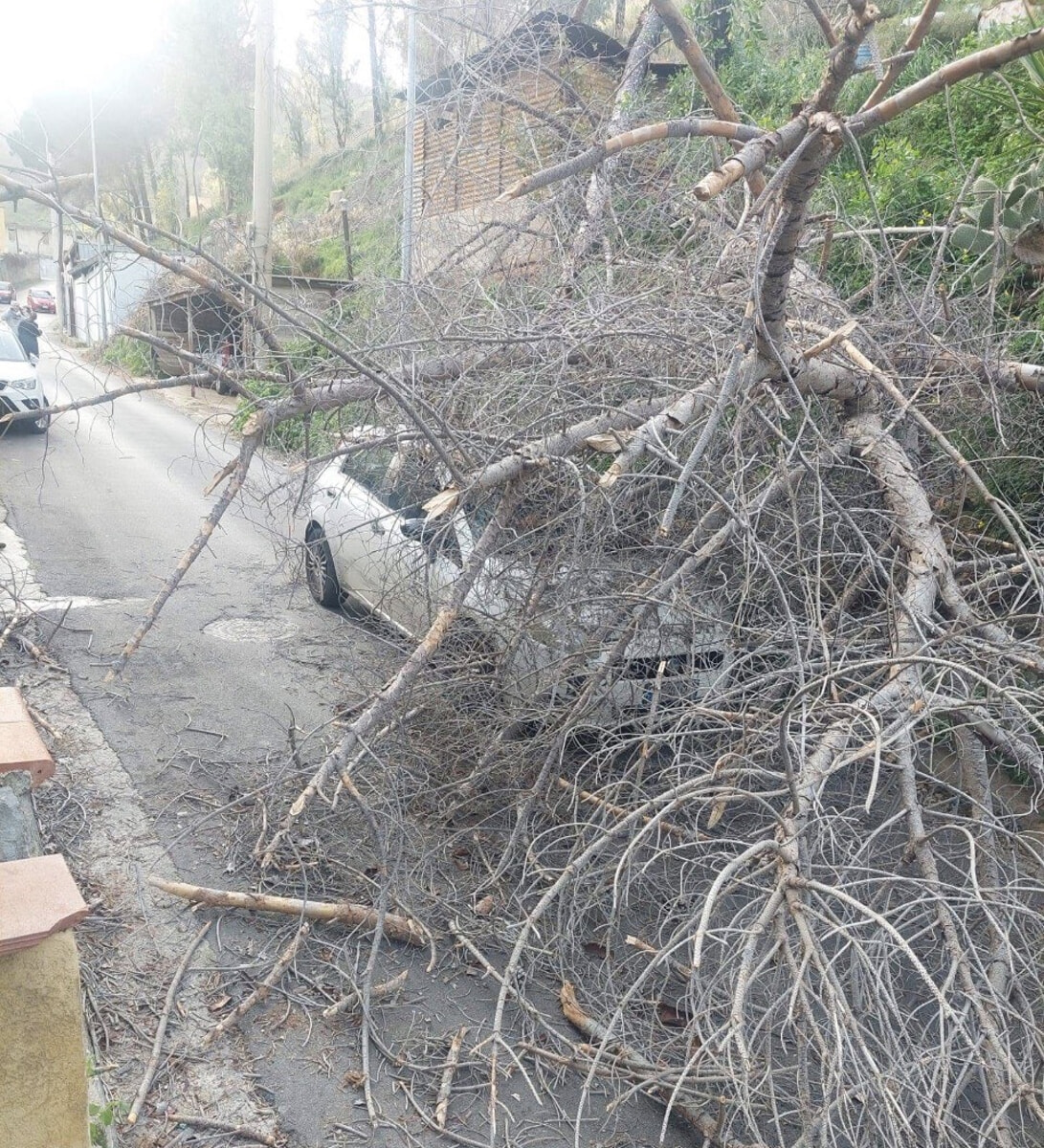 L'albero crollato sull'auto in transito L'albero crollato sull'auto in transito