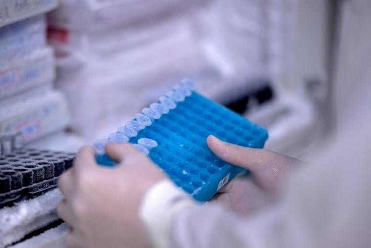 Da un virus gigante che infetta le amebe indizi sull'origine della vita: lo studio