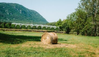 Il governo Meloni mantiene consenso puntando sul quieto vivere