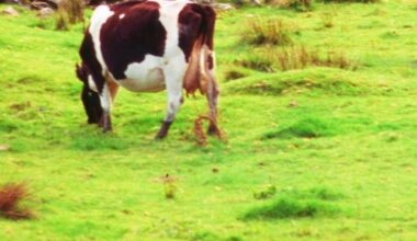 prima volta fuori dagli Usa