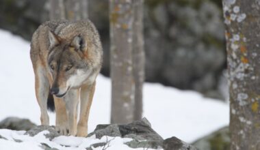 Online la stima della consistenza della popolazione di lupo nelle regioni alpine 2023/2024