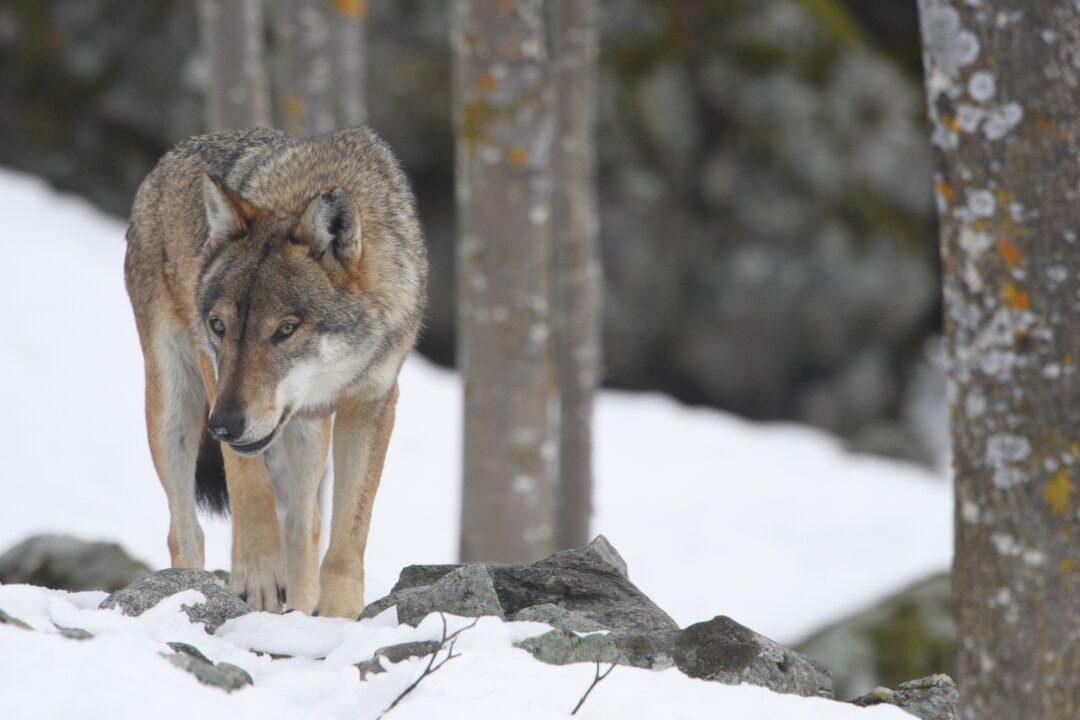 Online la stima della consistenza della popolazione di lupo nelle regioni alpine 2023/2024