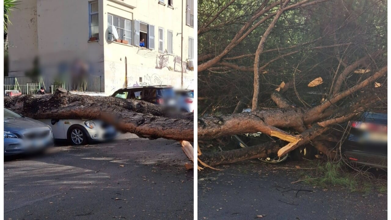 crolla un pino in strada, danneggiate sette auto