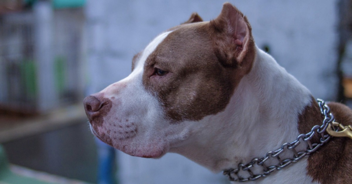 Donna uccide pitbull a coltellate, il cane aveva aggredito il marito e non mollava la presa - Il Fatto Quotidiano