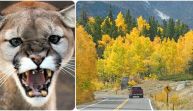 Attacco di puma: donna uccisa durante escursione