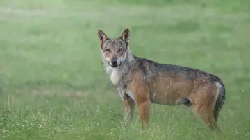 Bologna, lupo avvistato a Villa Ghigi: scatta l’ordinanza del sindaco