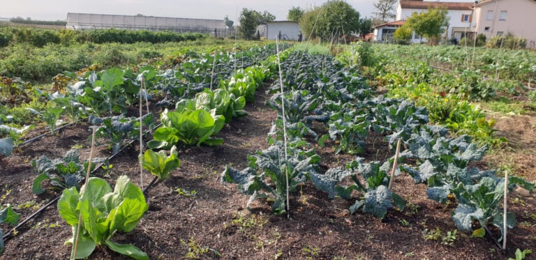 Provincia Cosmica. Intervista all'artista che ha lasciato tutto per vivere in campagna (nel segno di Joseph Beuys) 