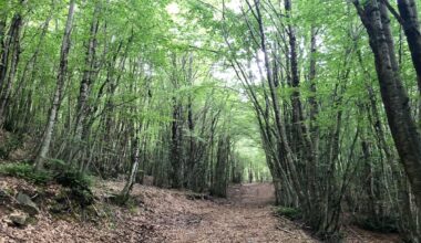 C’è un indagato per la morte dei tre cacciatori in provincia di Messina