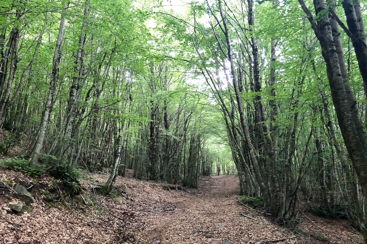 C’è un indagato per la morte dei tre cacciatori in provincia di Messina