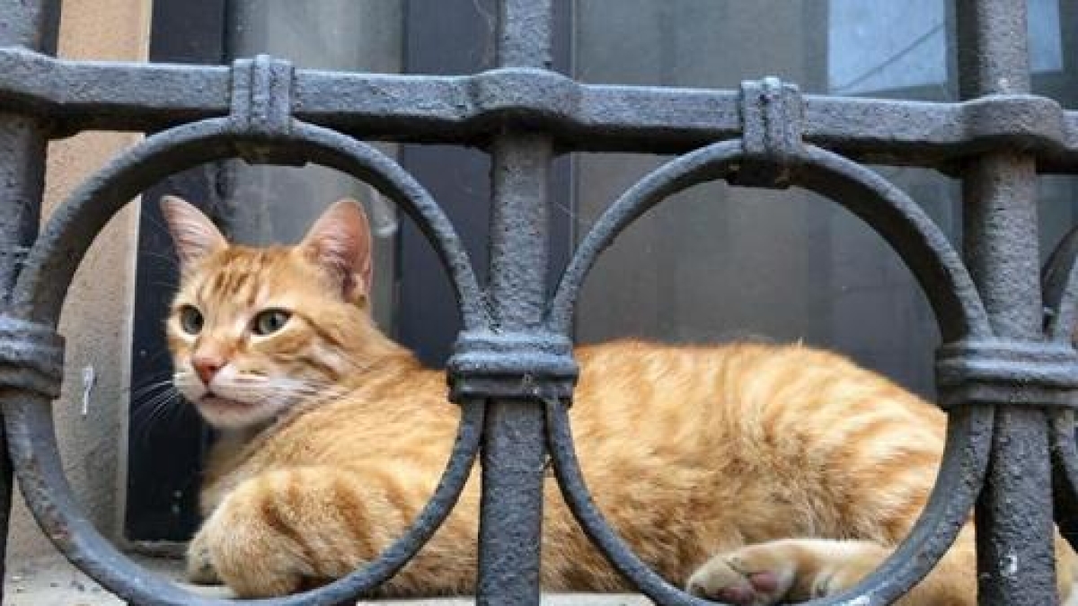 È morto Rossini, il gatto-mascotte di Rovigo con migliaia di follower: è stato investito da un'auto in centro. Cordoglio di residenti e sindaco