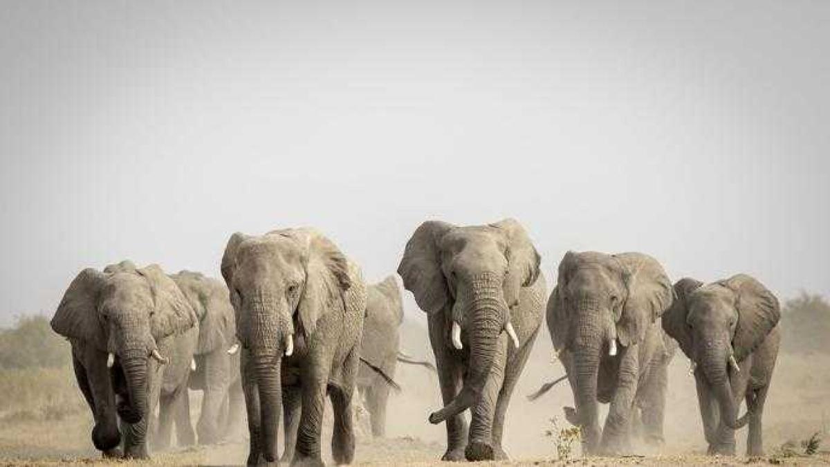 Perché il Botswana minaccia di inviare 40mila elefanti in Germania? Il «nodo» della caccia ai trofei