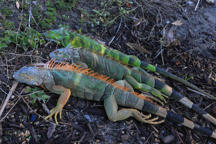 Florida, non solo lamantini infreddoliti: le iguane stordite dal gelo precipitano dagli alberi